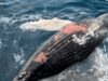 Chile cuestionado a nivel internacional por informes sobre muertes de ballenas del Antarctic Endeavour