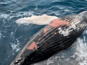 Chile cuestionado a nivel internacional por informes sobre muertes de ballenas del Antarctic Endeavour