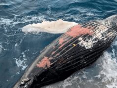 Chile cuestionado a nivel internacional por informes sobre muertes de ballenas del Antarctic Endeavour