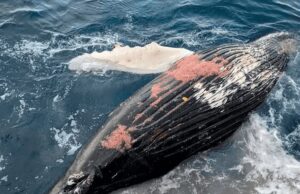 Chile cuestionado a nivel internacional por informes sobre muertes de ballenas del Antarctic Endeavour