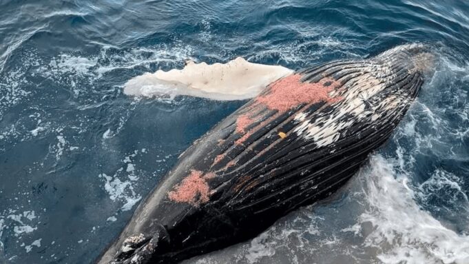 Chile cuestionado a nivel internacional por informes sobre muertes de ballenas del Antarctic Endeavour