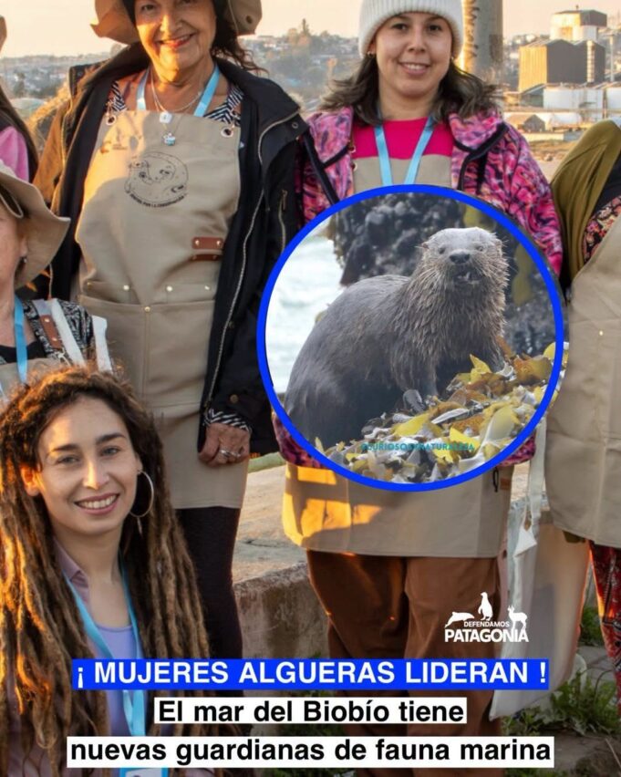 Chile – ¡El mar del Biobío tiene nuevas guardianas!