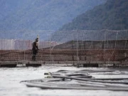 Continúa récord mundial de trabajadores muertos de la industria salmonera en Chile: Nueva tragedia enluta a la Patagonia aysenina