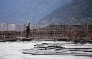 Continúa récord mundial de trabajadores muertos de la industria salmonera en Chile: Nueva tragedia enluta a la Patagonia aysenina