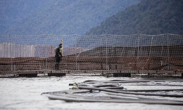 trabajadores-salmoneros-640x384