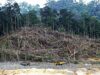 LA GOBERNANZA CRIMINAL Y EL COLAPSO ECOLÓGICO