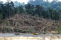 Deforestation_in_Borneo