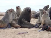 Chile – Ecoceanos y Centro de Conservación Cetácea lanzan campaña ciudadana “No + Matanzas de Lobos Marinos” para impedir el plan ecocida del Gobierno