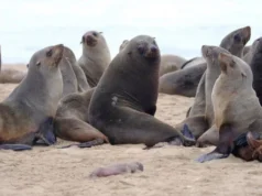 Chile – Ecoceanos y Centro de Conservación Cetácea lanzan campaña ciudadana “No + Matanzas de Lobos Marinos” para impedir el plan ecocida del Gobierno