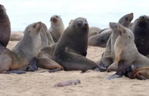 Chile – Ecoceanos y Centro de Conservación Cetácea lanzan campaña ciudadana “No + Matanzas de Lobos Marinos” para impedir el plan ecocida del Gobierno