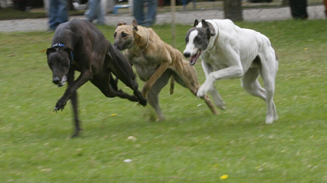 carreras de galgos