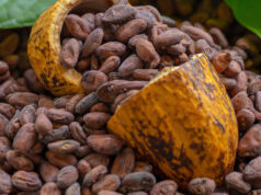El cacao: del desabastecimiento histórico a un nuevo escenario de incertidumbre