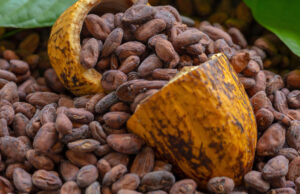 El cacao: del desabastecimiento histórico a un nuevo escenario de incertidumbre