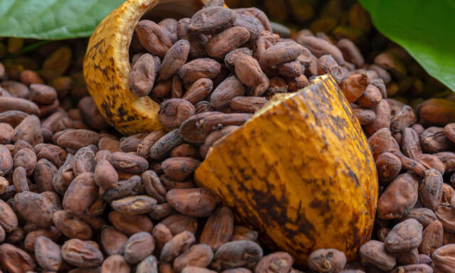granos-de-cacao-con-vainas-frescas