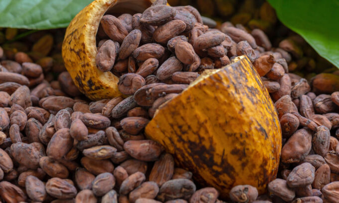 El cacao: del desabastecimiento histórico a un nuevo escenario de incertidumbre