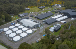 Nueva muerte de trabajador del salmón: Cae a estanque con químicos en empresa noruega en Chiloé