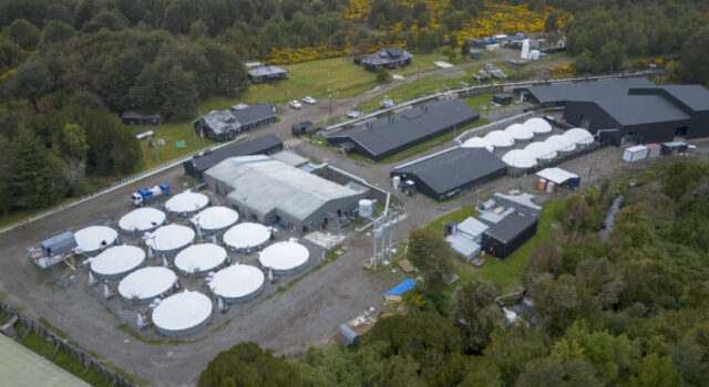 Nueva muerte de trabajador del salmón: Cae a estanque con químicos en empresa noruega en Chiloé