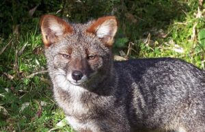 Cuando desaparece una especie, perdemos algo de nosotros