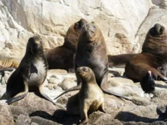 «No al plan de matanza»: Denuncian que Gobierno busca eliminar veda que protege a lobos marinos mientras 40.000 ya han muerto por H5N1