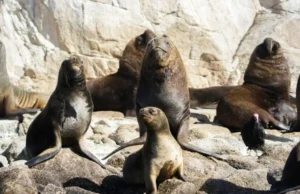 «No al plan de matanza»: Denuncian que Gobierno busca eliminar veda que protege a lobos marinos mientras 40.000 ya han muerto por H5N1