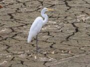 Gran Bretaña: El colapso ecológico “podría convertirse en una profunda amenaza para la seguridad y la prosperidad nacionales”