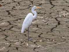 Gran Bretaña: El colapso ecológico “podría convertirse en una profunda amenaza para la seguridad y la prosperidad nacionales”