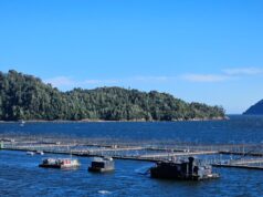 Muertes laborales interrogan a próspera industria salmonera de Chile