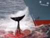 En peligro la moratoria global caza de ballenas