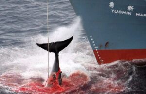 En peligro la moratoria global caza de ballenas