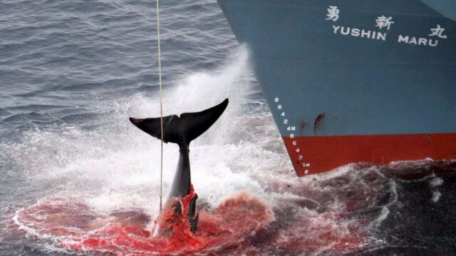 ballena-Yushin-maru-japon