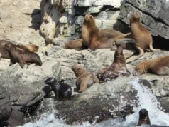ONGs de Chile y Latinoamérica exigen frenar plan de matanza de lobos marinos