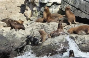 ONGs de Chile y Latinoamérica exigen frenar plan de matanza de lobos marinos