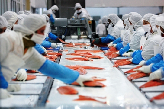 trabajo forzado salmon